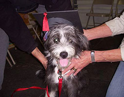 puppy graduate from Confident Canine puppy training